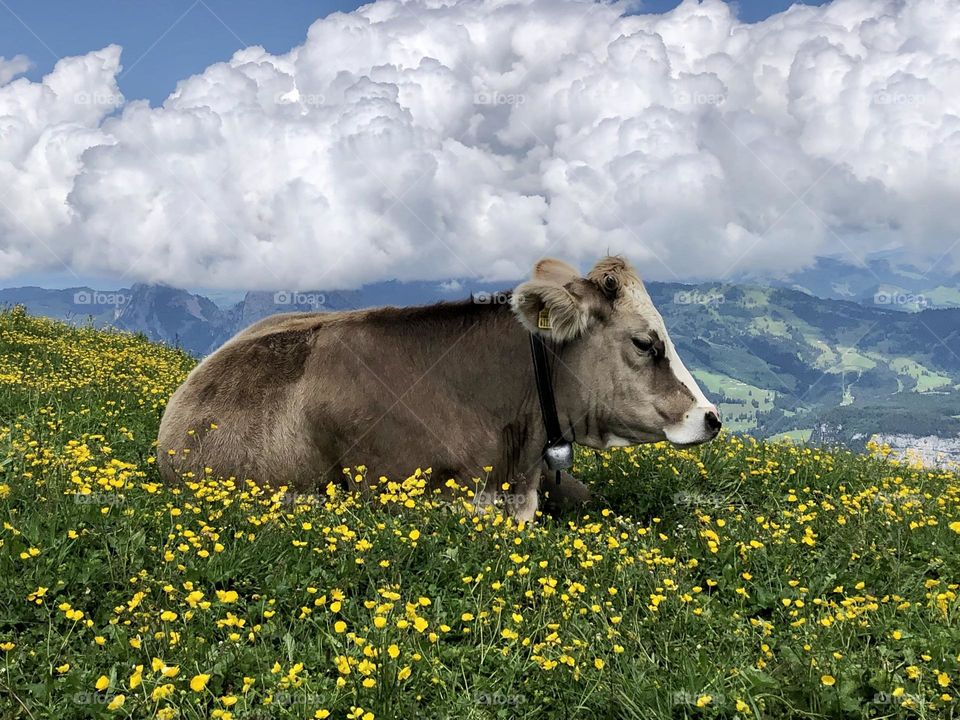 Flowers meadow cow and clouds