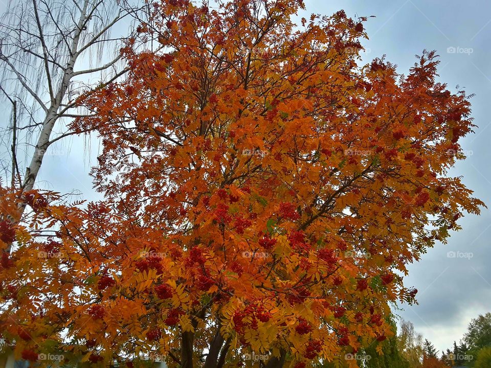 Mountain Ash tree changes color now I know Autumn is here...