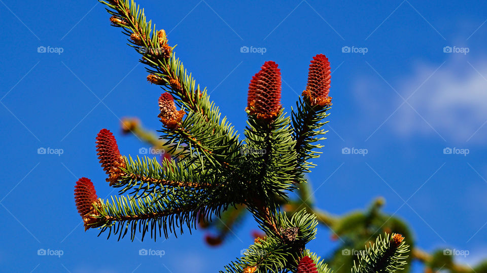 The ordinary fir tree with red cones.