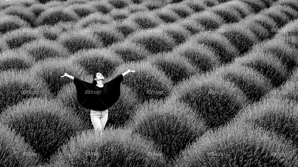 Lavander field