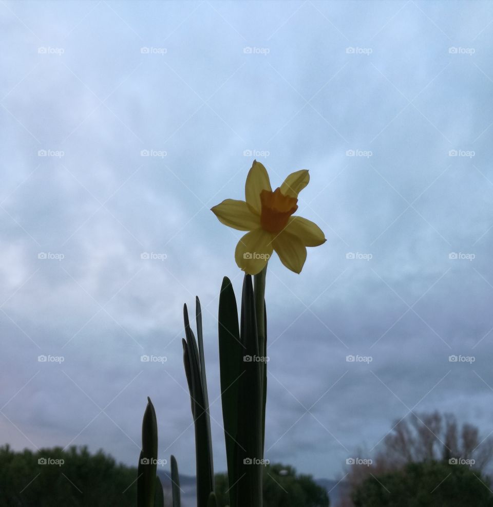 Narcissus. Waiting for the sun