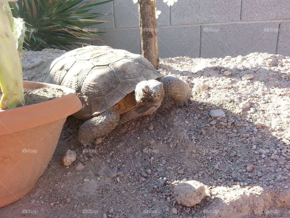 Desert Tortoise. An adopted desert tortoise. 