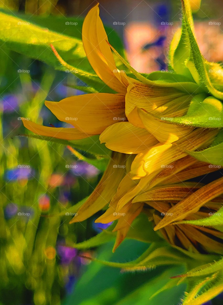 sunflowers blossoming in the sunset