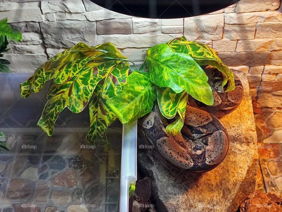 Photo of a brown tiger python living in a zoo