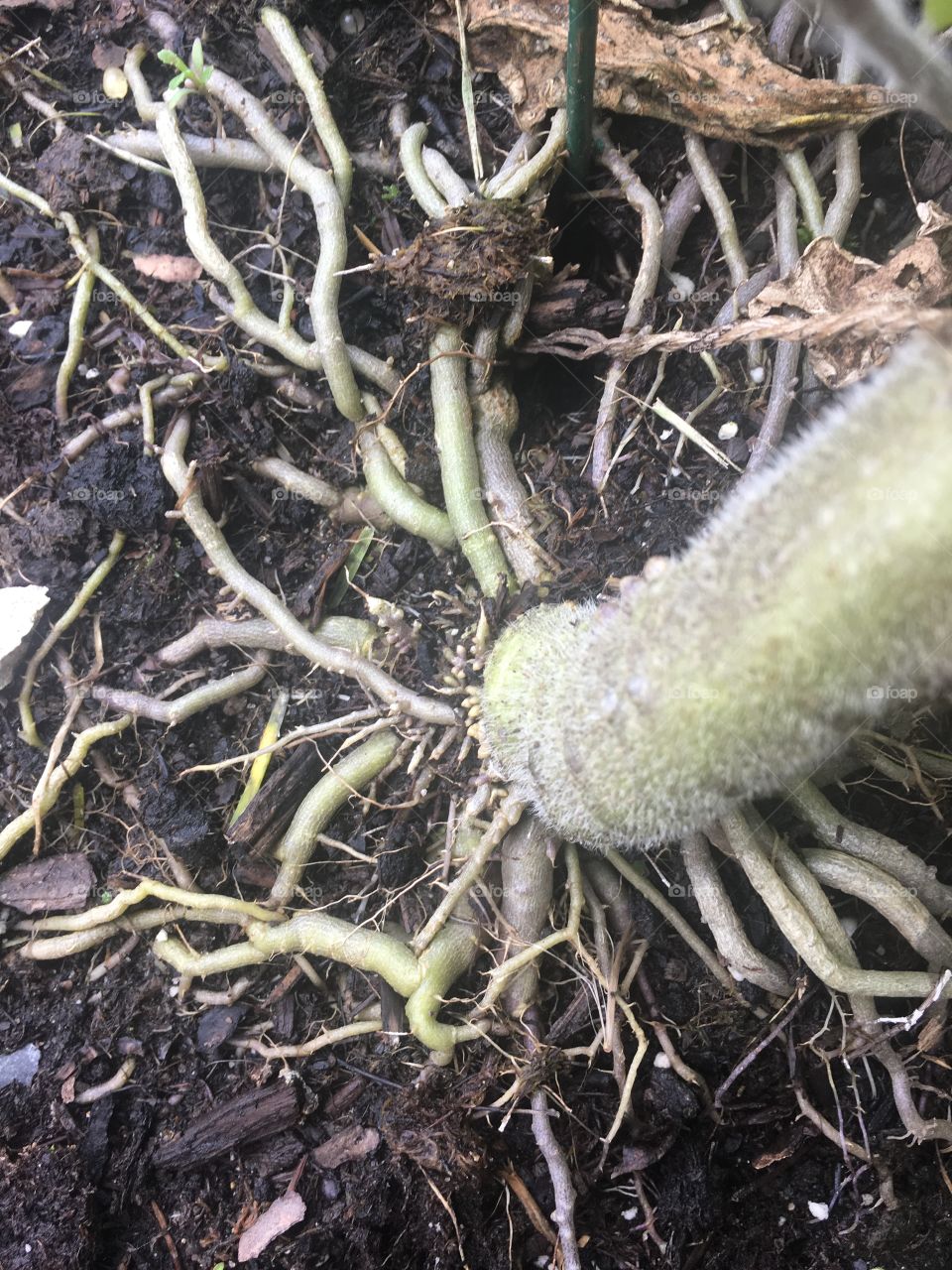 Tomato plant roots