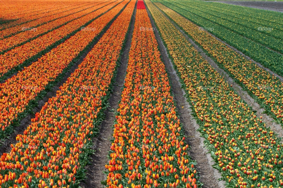 Tulips