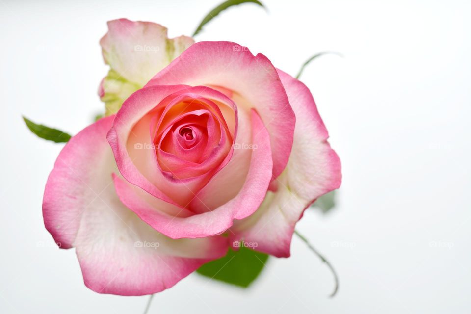 pink rose flower close up top view