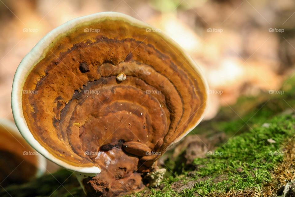 Shelf mushroom 
