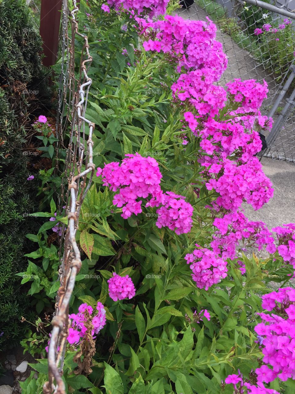 Bright pink summer flowers and old fence 
