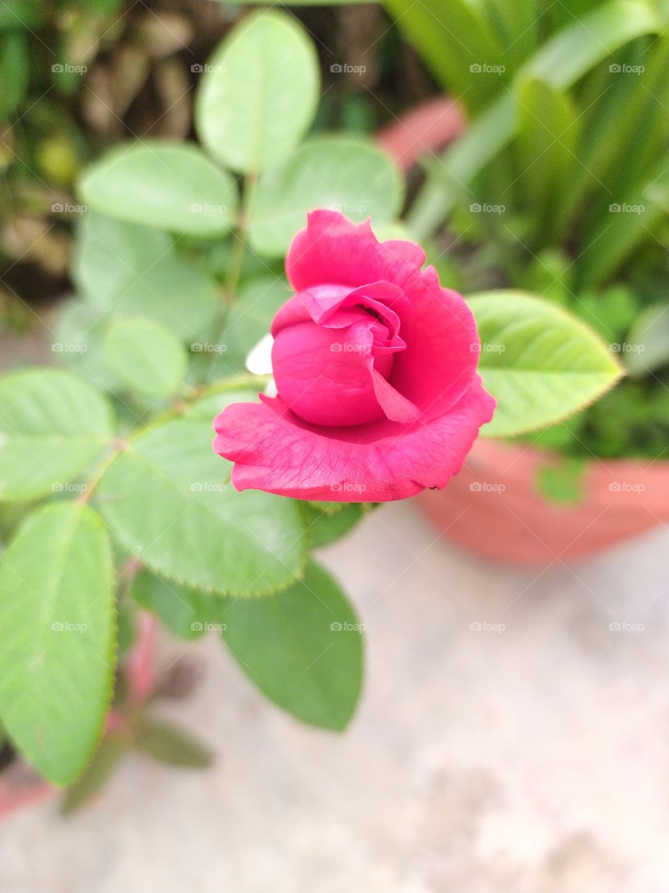 Rose flower trying to make the surrounding beautiful