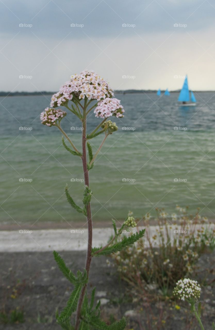 Wild Flower growing at the side of cheddar reservoir