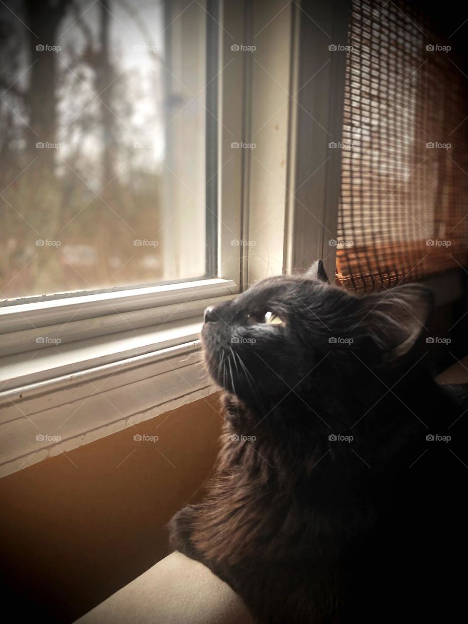 Black cat looking up through the living room window.