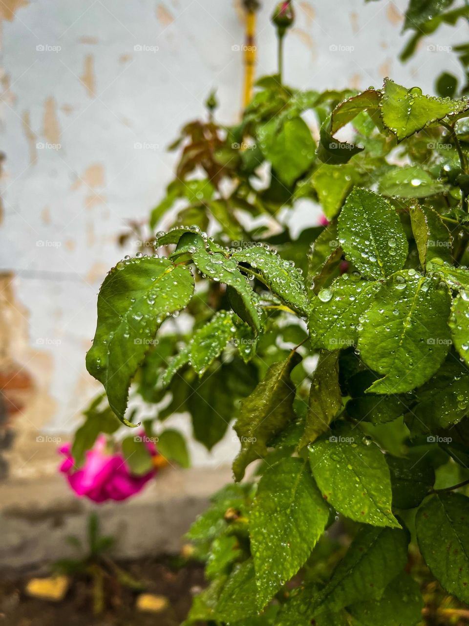 Romantic rose bush with rain drops all over the leafs at summer sunset time, you can feel this sweet smell of flower and fresh air