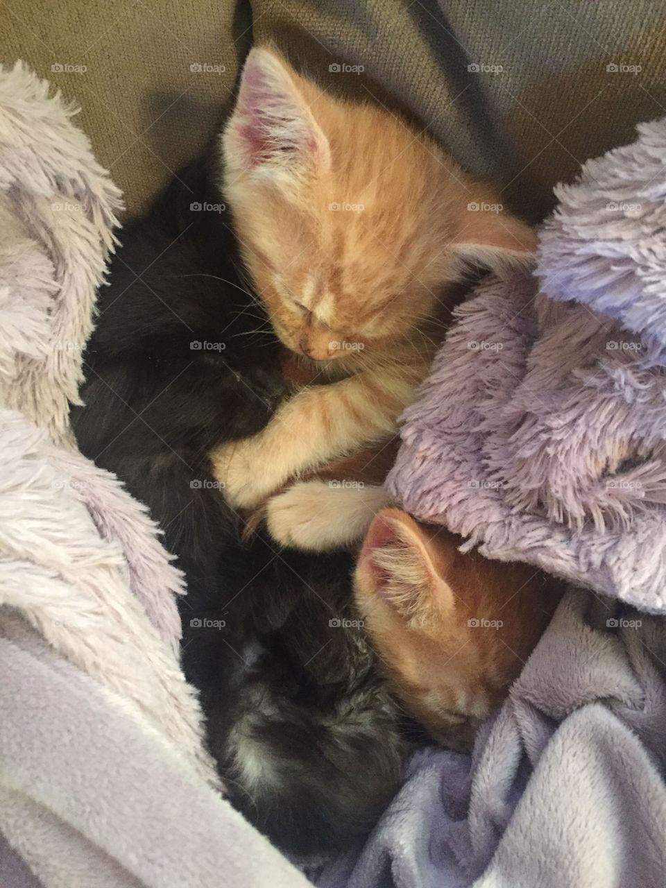 Kitten cuddle
