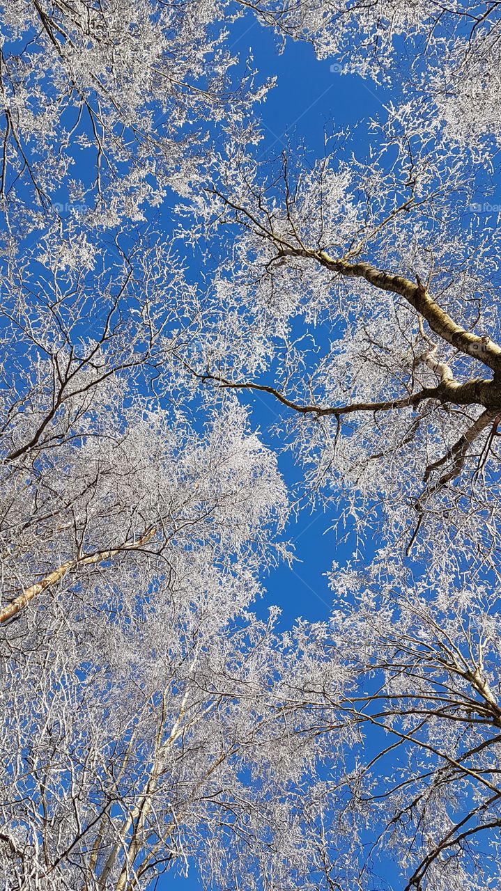 Looking up at snowy tree branches a beautiful winter day with blue sky - tittar upp på snöiga träd grenar med frost en vacker vinterdag med blå himmel