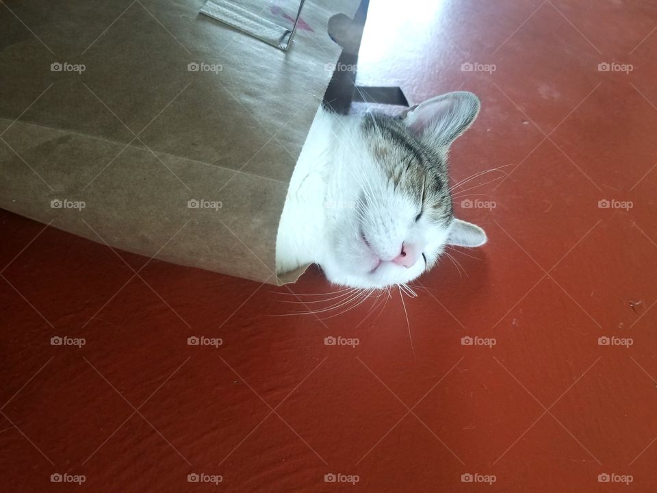 My cat likes to sleep inside shopping bags with his little head poking out