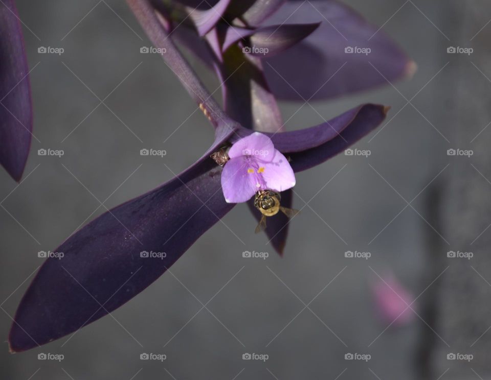 bee on lila flower