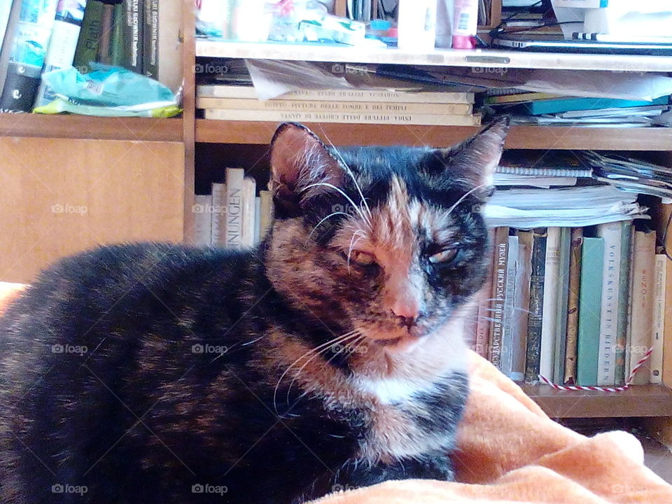 Cat, Mammal, Pet, One, Portrait