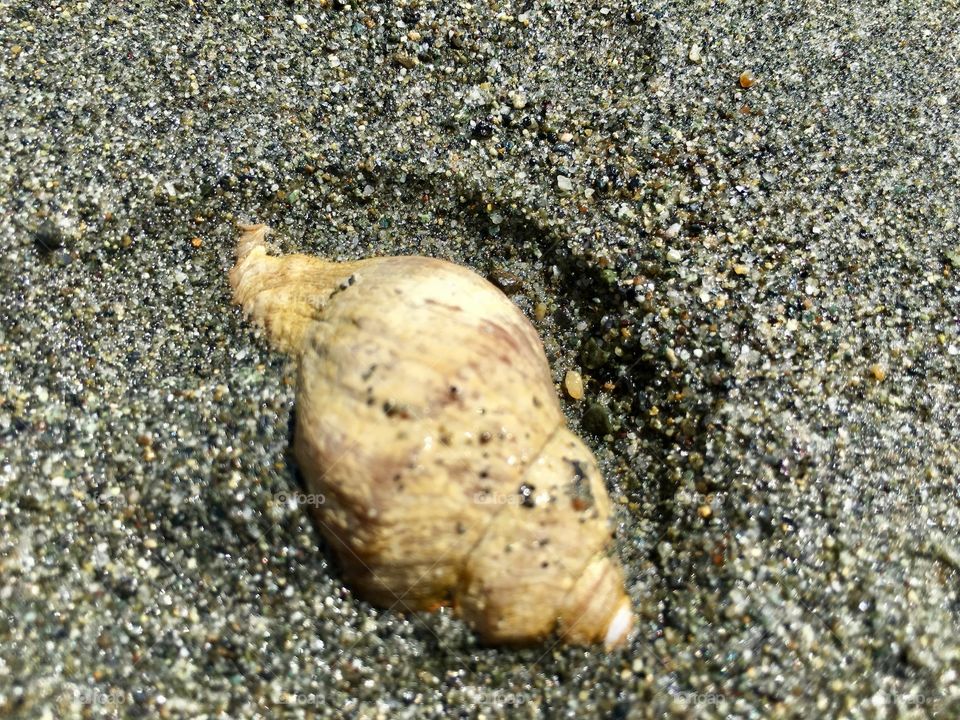 Seashell and sand 