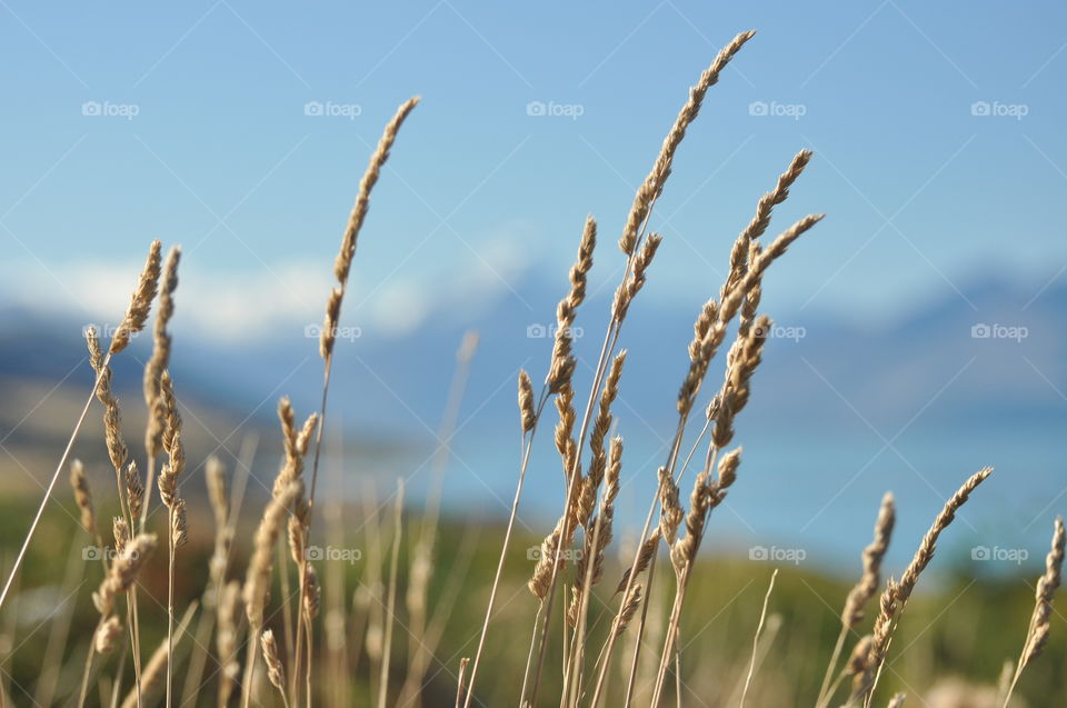 Wheat fields