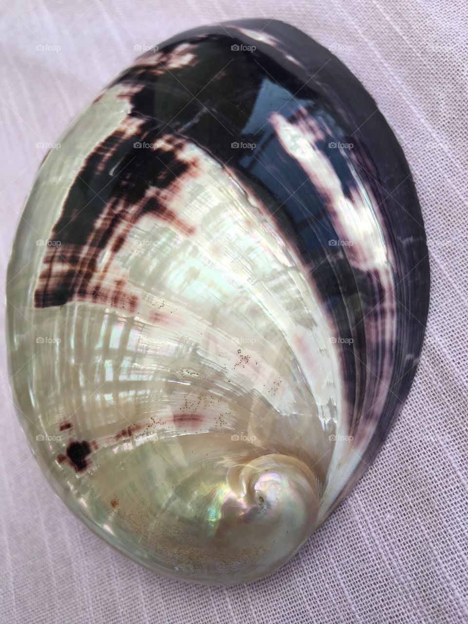 Shell