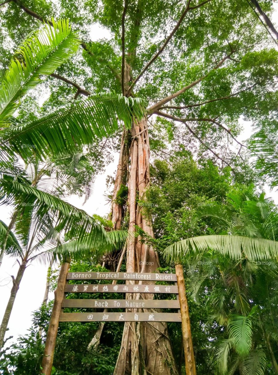 Th giant tree. Borneo Rainforest Miri Sarawak Malaysia