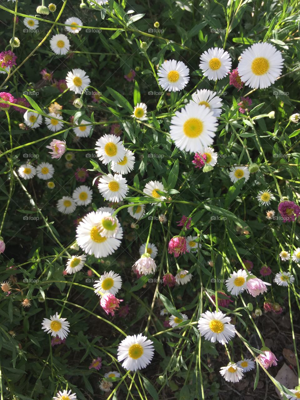 Pink and white daisy-like flowers