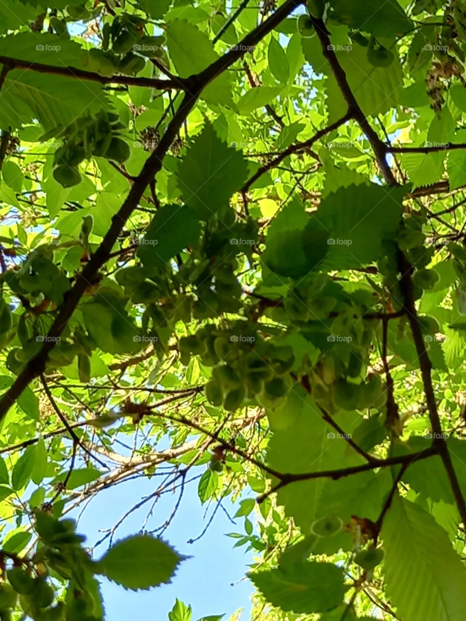 Letter A – Tree's Green Alphabet