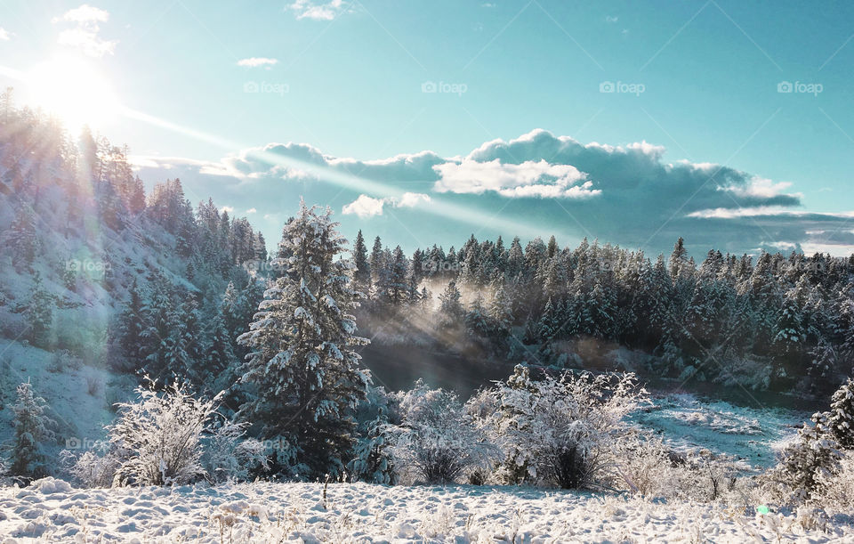 Winter landscape. Sun rising over the snow covered trees on a hillside on a cold morning. 