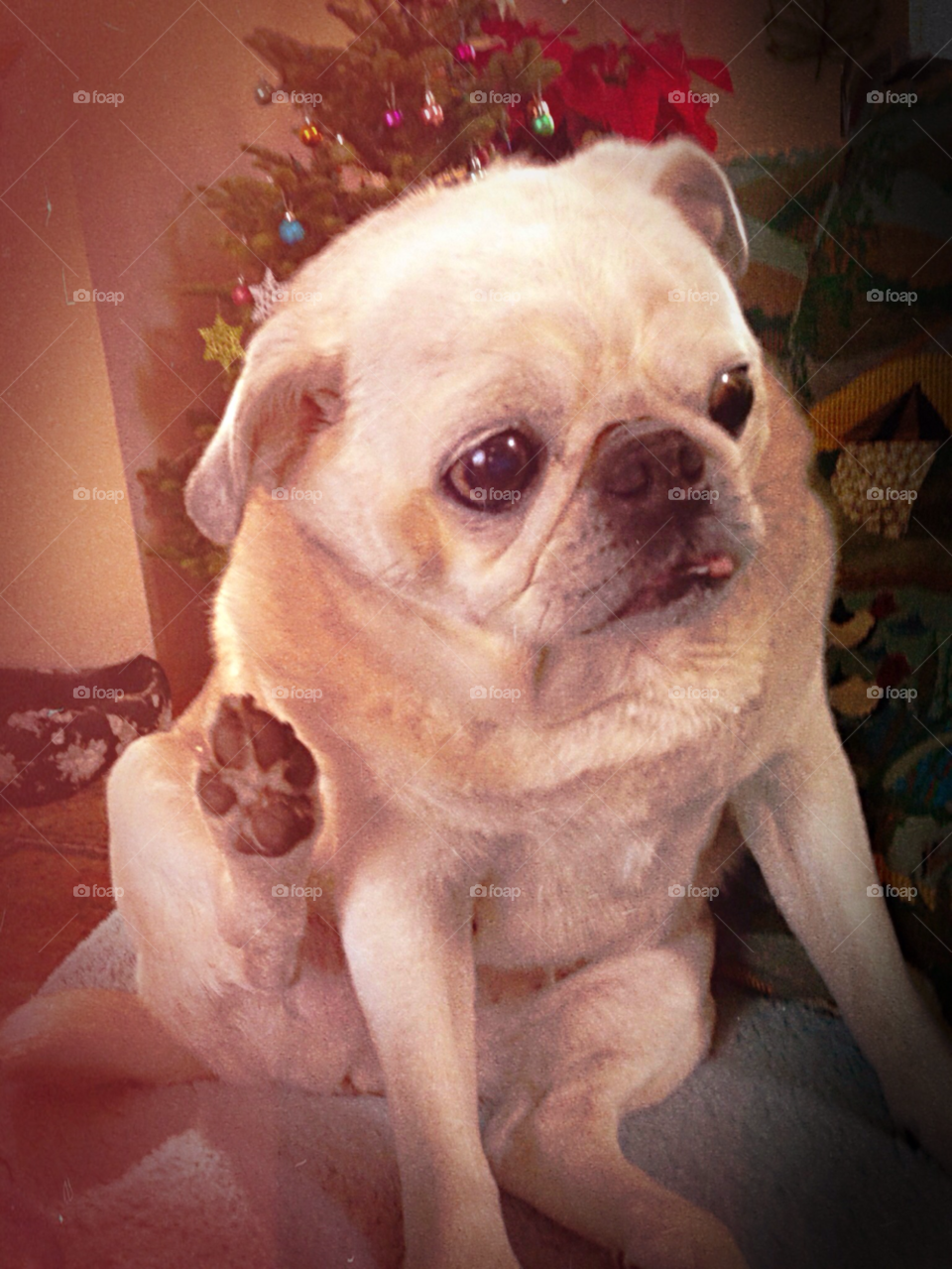 animal cute friend small by melody