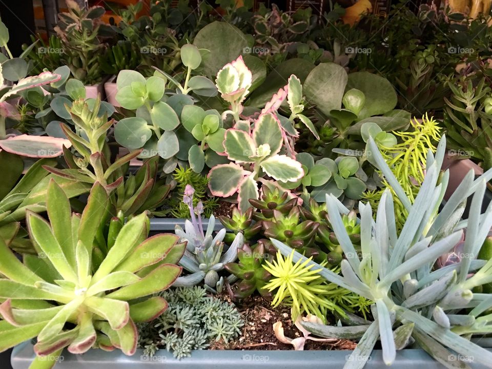 Plants