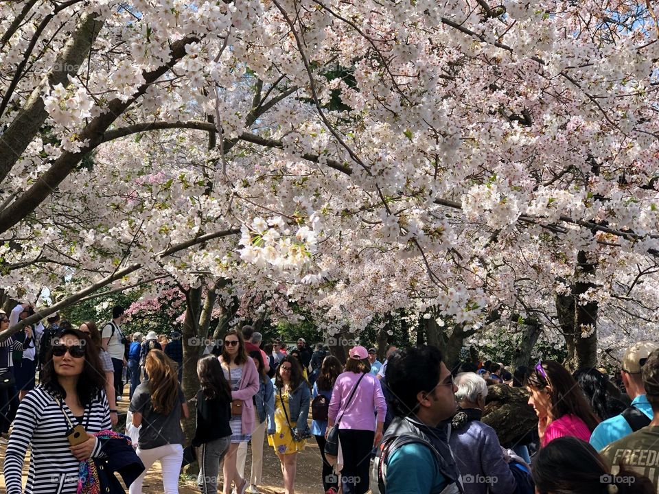 Cherry Blossom peaking in Spring