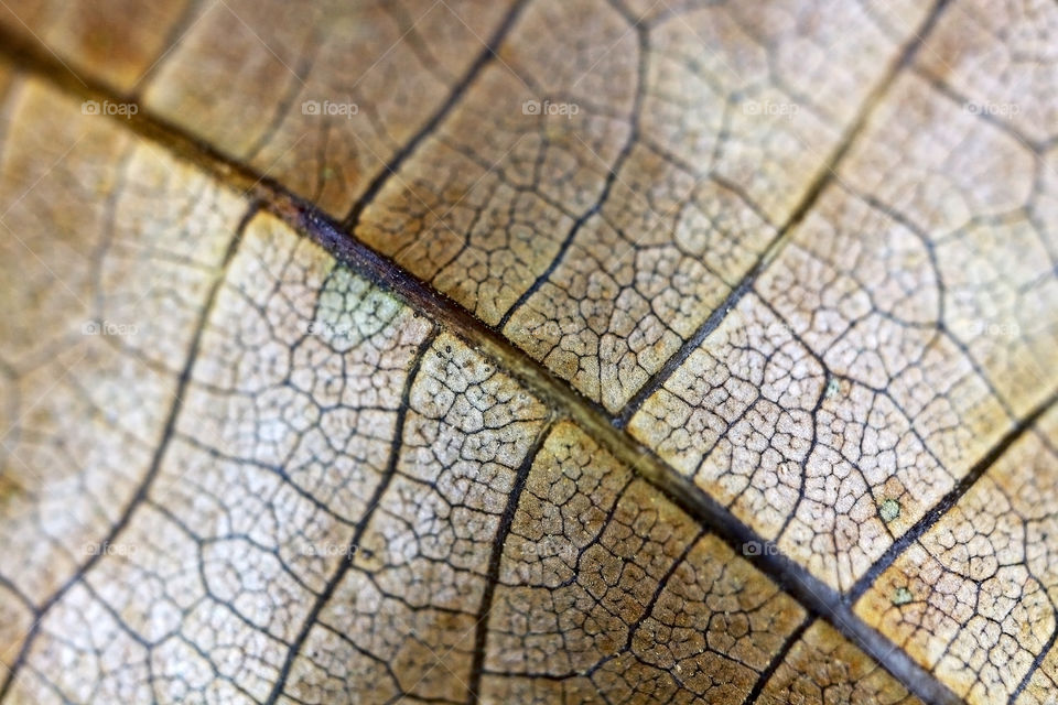 Detail of brown leaf