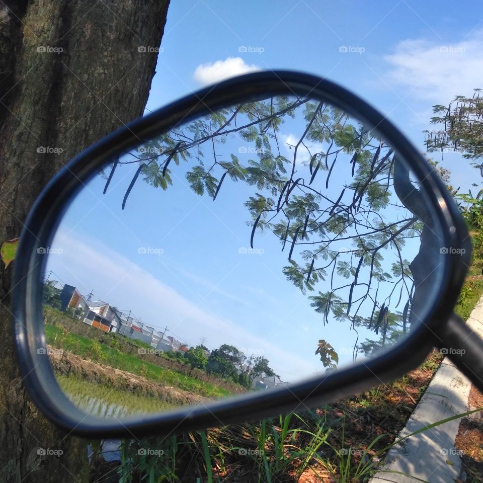 Plant and tree in the mirror