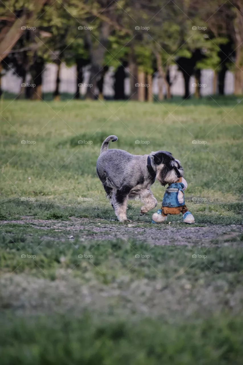 I love dogs