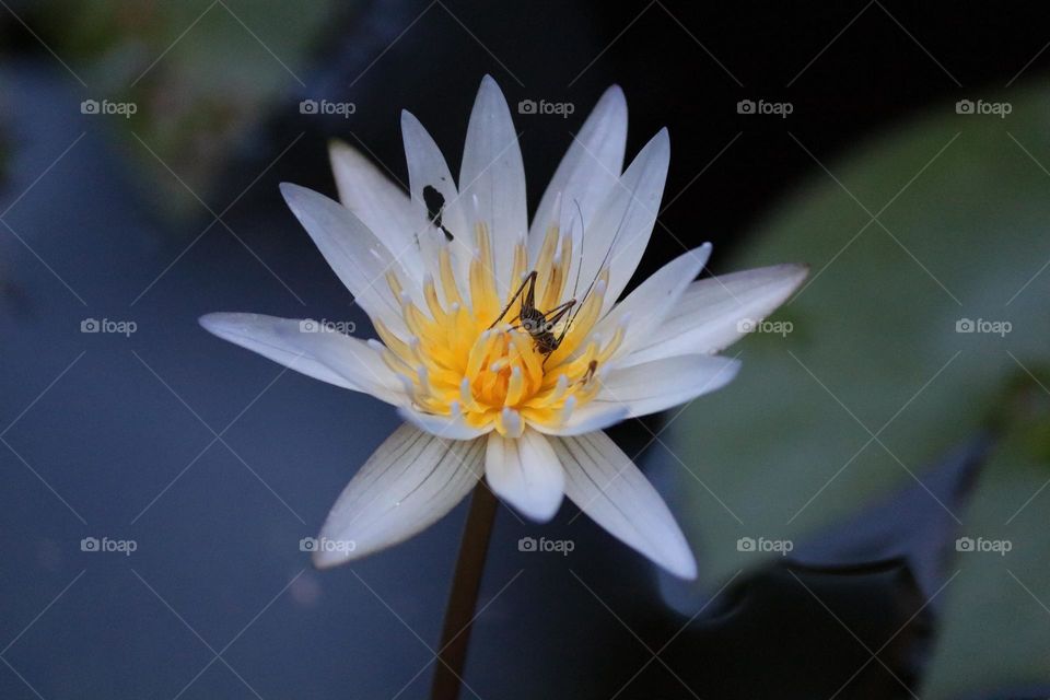 A small insect on top of the beautiful white lotus