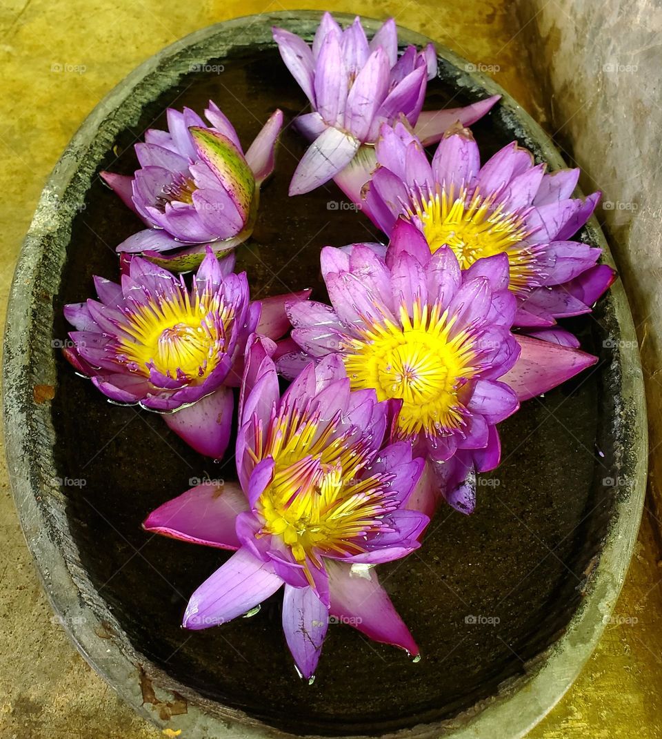 Lotus bath