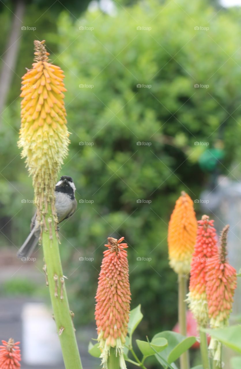 bird on a flower