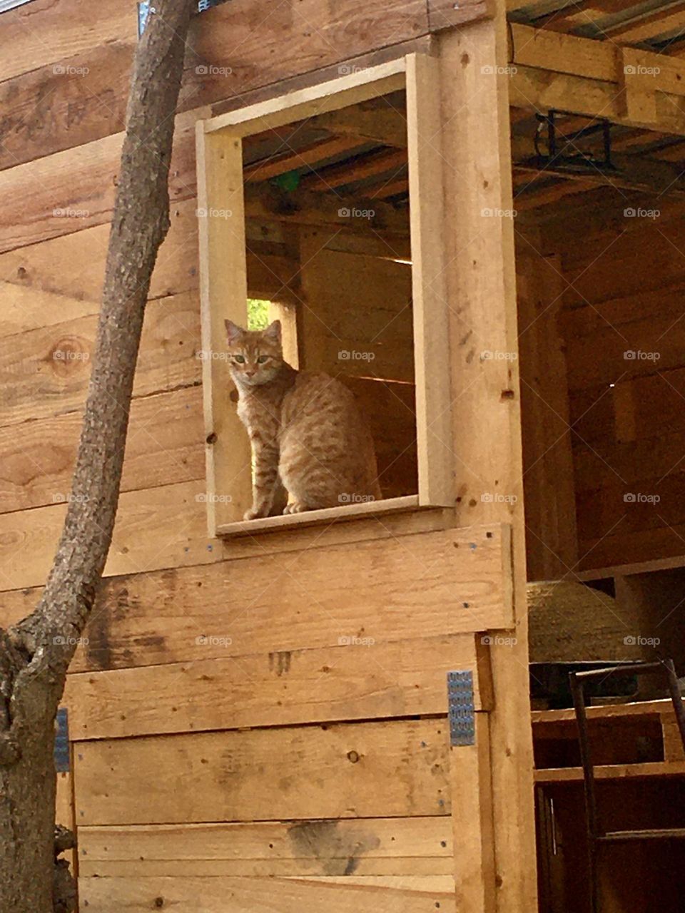 The treehouse cat