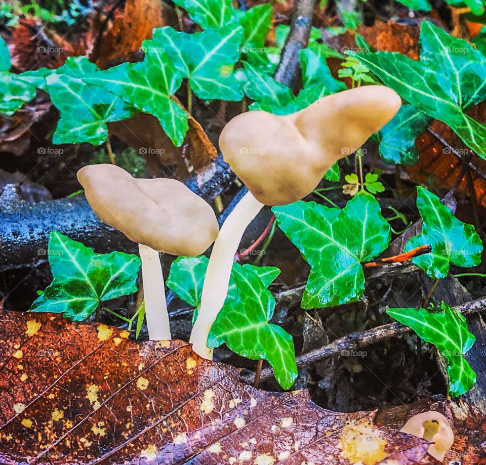 False morels mushrooms and ivy growing in the autumn woodland 