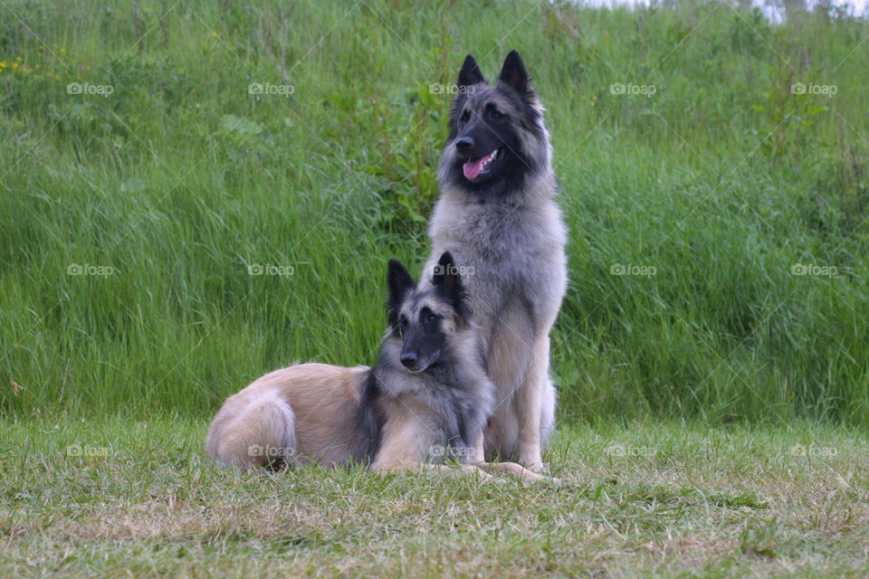 Belgian Shepherd Dogs
