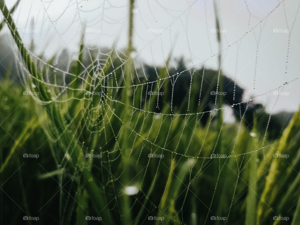 Spider web