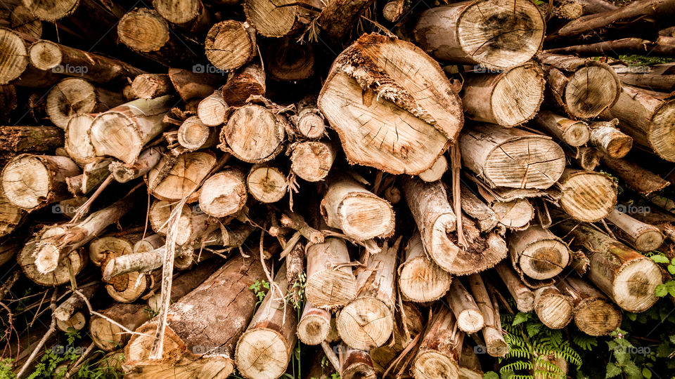 Extreme close-up of firewood