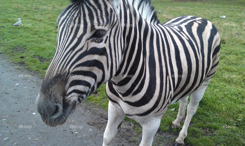 Zebra Love. For the love of zebra! A nice trip with the family to a drive thru zoo.