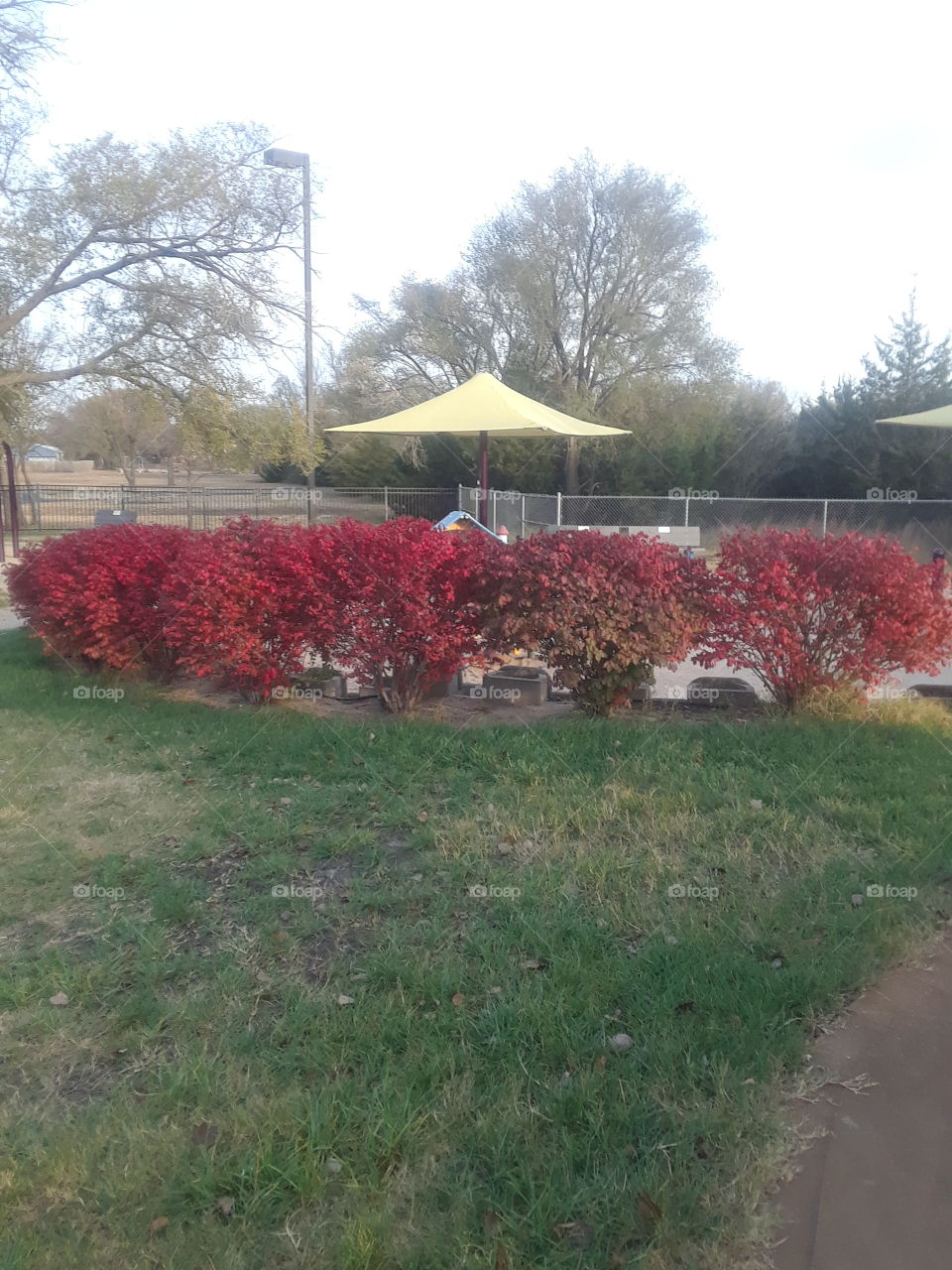 Red Bushes At The Park