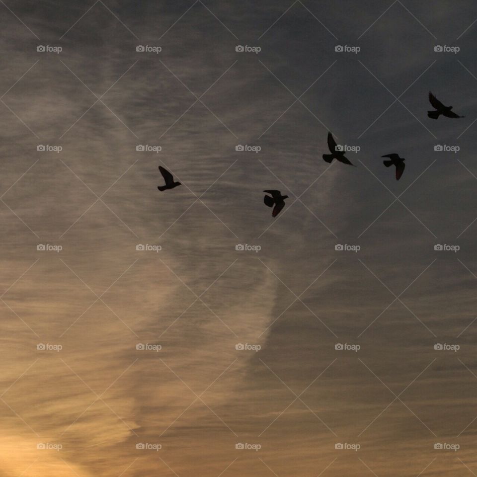 Like a wallpaper. Birds and sky