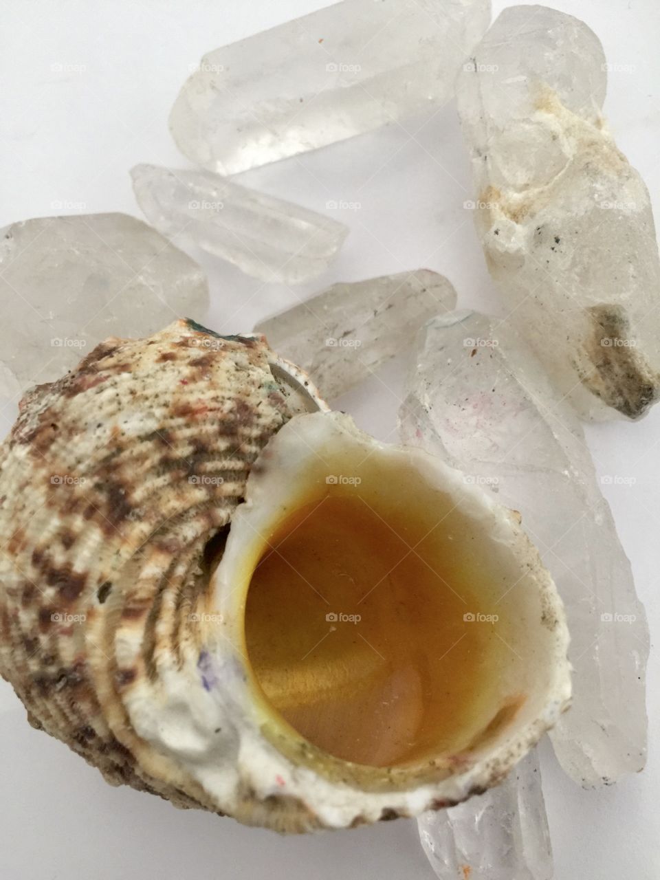 Seashells cristals