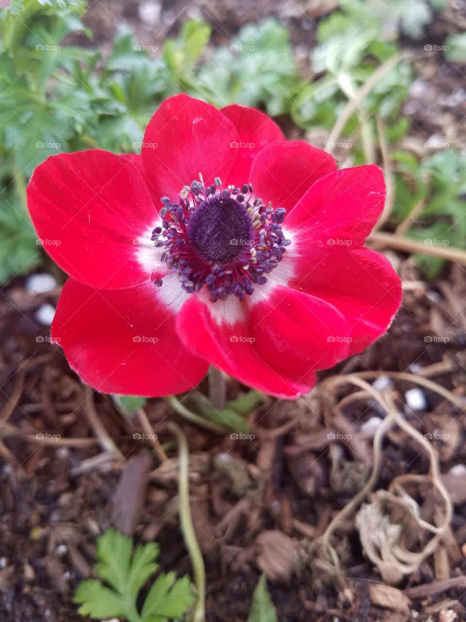 spring flowers