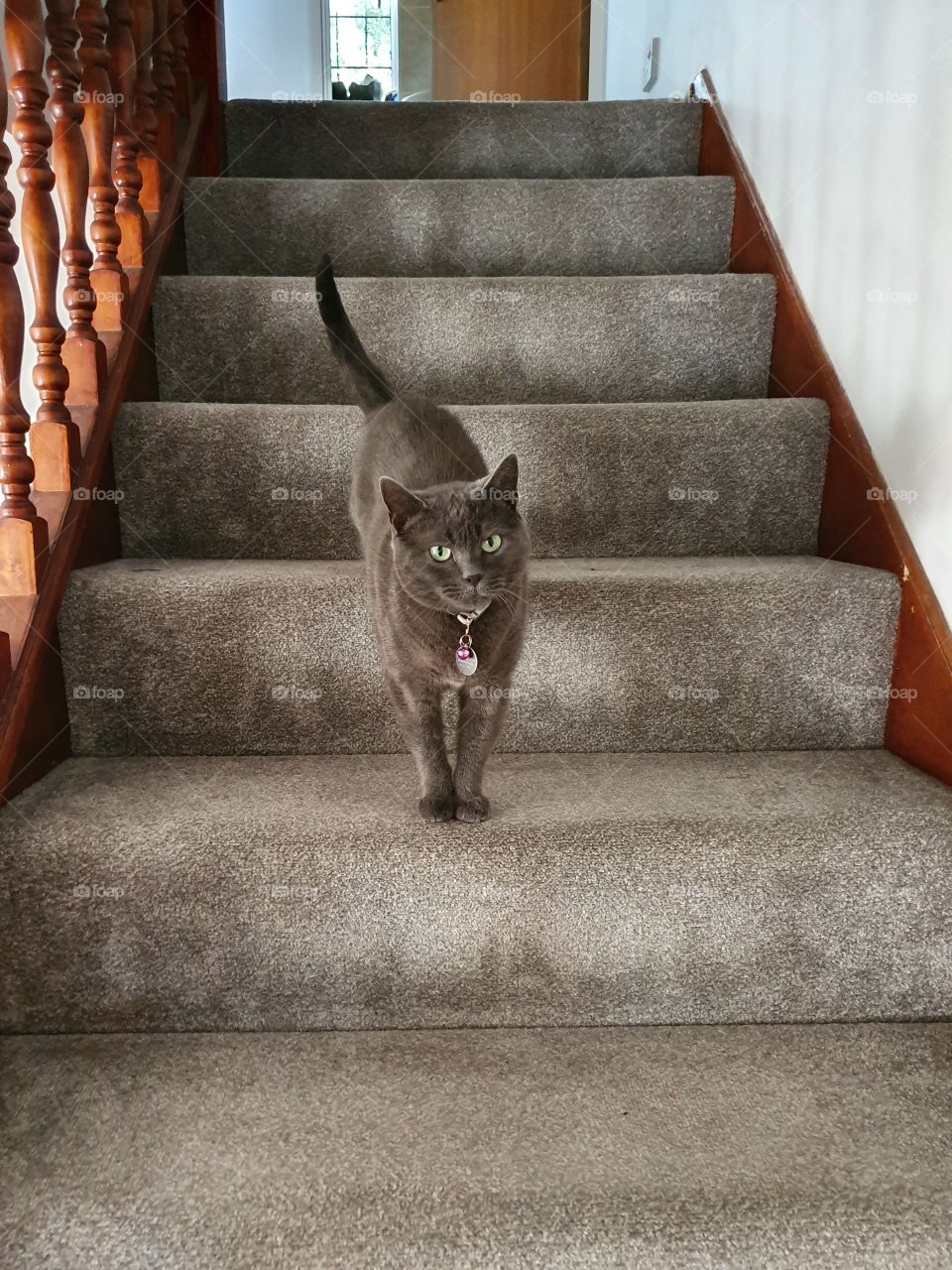 grey cat on stairs