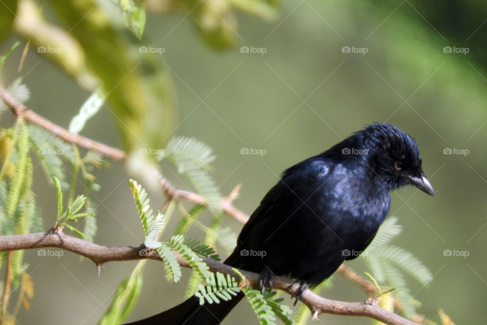 Black Drongo